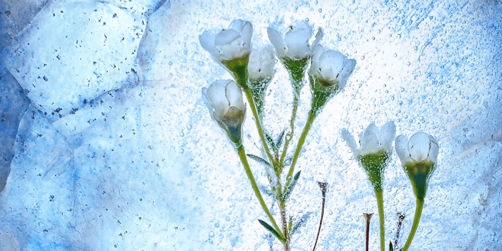 frozen herb ice green flower